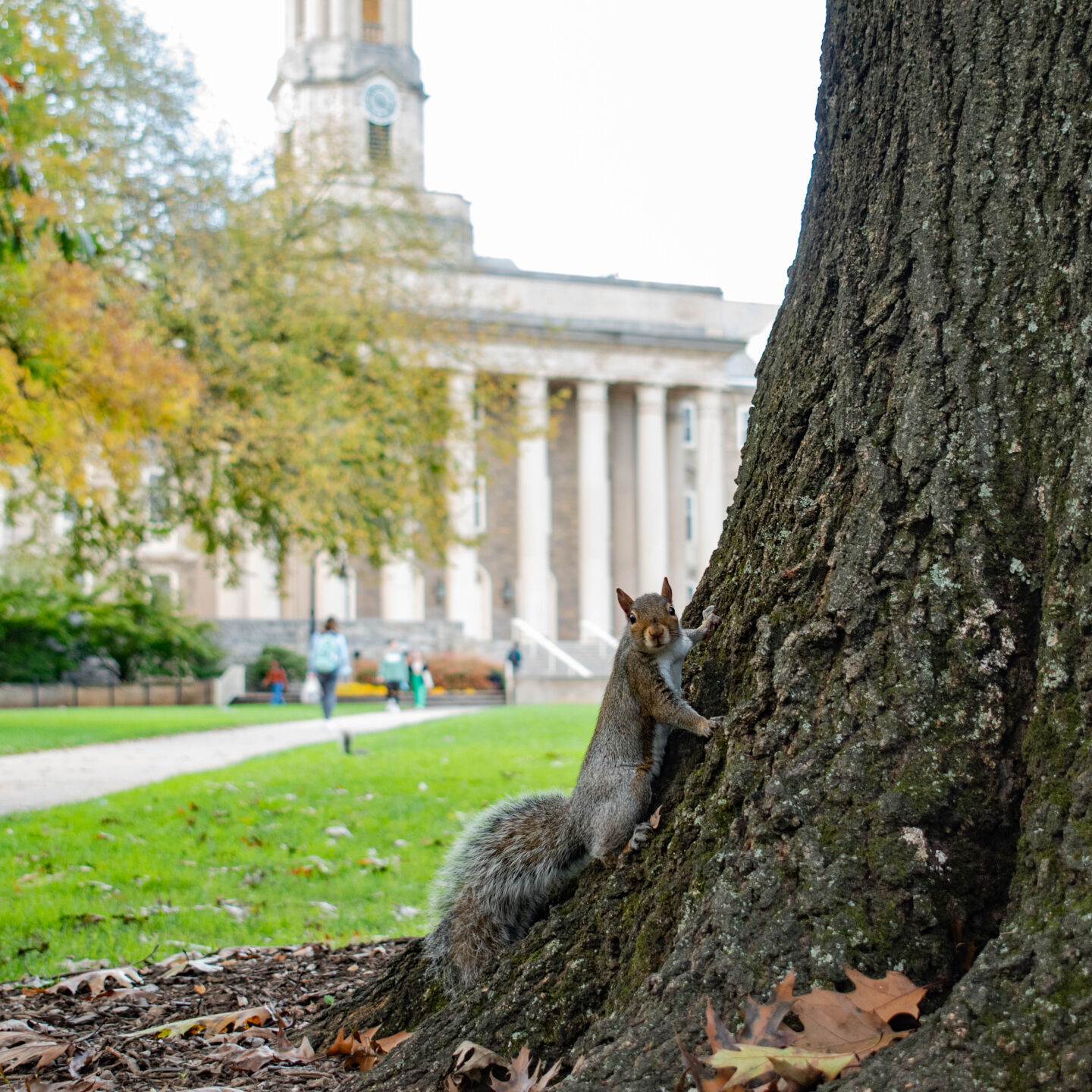 Squirrel on Old Main lawn